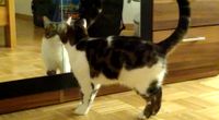 A cat trying to open my sock drawer but there is a security by Main siegi channel